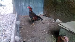 Gallo shamo