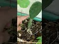 Actualización, así va creciendo mi nopal de cascara de tuna: https://youtube.com/shorts/4t_zzZCtI_s