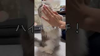 【ハイタッチする猫】#cat#猫 #shorts