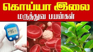 கொய்யா இலை பயன்கள் | Guava Leaves Health Benefits | Guava Leaves for Diabetes | Guava leaf tea