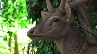 হরিণ গুলা, বনের ভেতর খাইতেছে I The deer are eating in the forest