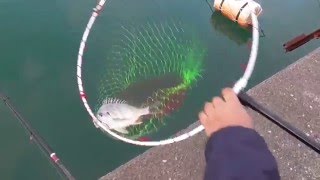 Introduction of how to scoop the caught fish [Basic explanation of how to use the tamo net]