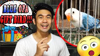 MAGANDANG IBON PARA SA INYO MGA KABUTINGTHING | BLUE OPALINE GIFT BIRD UPDATE | MALAPIT NA RAFFLE