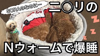 ニトリのNウォーム最高！【保護犬トイプードル】SORA♂ ＆ KAI♂