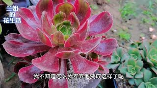 农家院有哪些多肉法师品种，秋天到了法师生长季是入手的最好季节