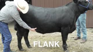 Determining the Market Readiness of Beef Cattle