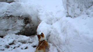 雪山に上れず、訴えかけてくるコーギー花さん