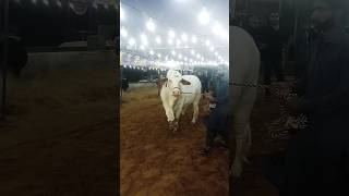 MOST BIGGEST COW ENTIRE AT ALL FIBBI CATTLE FARMS #shorts#shorts#viral#treanding #cow#youtubeshorts