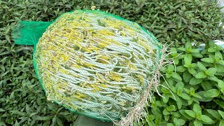 Cách Làm Giá Đậu Xanh Đơn Giản -Hiệu Quả