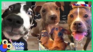 60 Minutes Of The Best And Bravest Dogs | 1 Hour of Animal s For Kids | Dodo Kid
