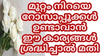 മുറ്റം നിറയെ റോസാപ്പൂക്കൾ  | Powerful Rose Plant Care Tips | How to grow Rose?