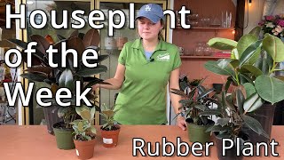 Rubber Tree - Houseplant of the Week