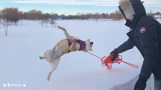 柴柴你走吧！你爸爸不要你了|Throw A Shiba Inu Into The Snow