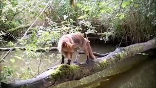 Жизнь одного упавшего дерева в лесу  Видео с фото ловушки  Франция