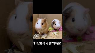 呆呆蒙蒙第二次零距離接觸! 天竺鼠合籠準備 #guineapig #pets #天竺鼠 #animals #guineapigseating #寵物 #guineapiglover #動物 #可愛い