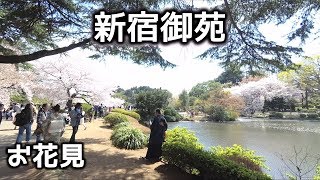 【新宿御苑】お花見散歩・外国人で大賑わいです 2019.4.5 Ohanami Cherry blossoms Shinjuku Gyoen Japan