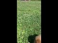 gorgeous pomeranian running in slo mo