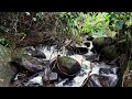 goodbye lassitude and relieve stress in minutes with heavy stream sounds in the mossy forest river