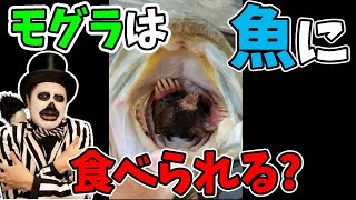 魚の口からモグラ！？【WoWキツネザルの動物園でヒーローになれる雑学】