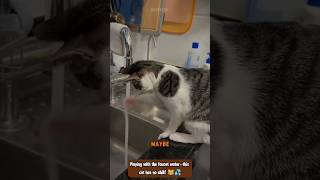 Cat Plays with Water \u0026 Trains for Boxing!😼 #animals #funny