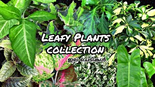 Leafy Plants Collection | ഇല ചെടികള്‍ | Indoor Plants Collection | Foliage Plants