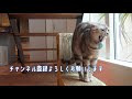 イタズラがバレた瞬間の猫がかわいすぎるw【ずる賢い女＆おバカな女】