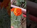 beautiful flowers कोई इतना खूबसूरत plants tree love trendingshorts youtubeshorts