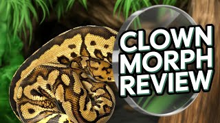 The Clown Ball Python: A Morph Review