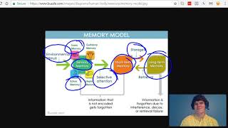 MCAT Question of the Day: Iconic Memory, Echoic Memory, Sensory Memory, and Working Memory