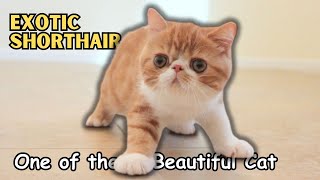 Exotic Shorthair Cat: A Breed Overview