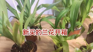 又买花了 新买的兰花开箱 orchids unboxing