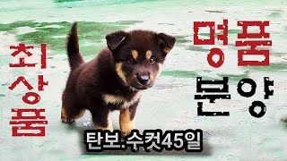 #블랙앤탄    #한국진도견협회      #진돗개챔피언    #토종진도개