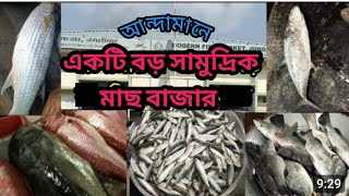 আন্দামানের একটি বড় সামুদ্রিক মাছ বাজার/Modern Fish Market #viral #andaman #vlogs #fish #fishmarket