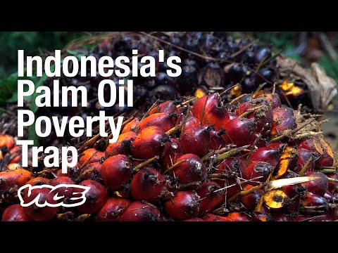 What is the main environmental issue caused by palm oil plantations Brainly?