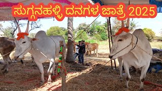 ಸುಗ್ಗನಹಳ್ಳಿ ದನಗಳ ಜಾತ್ರೆ 2025 @ karunada creation # sugganahalli cattle fair