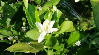 清見オレンジの花　見たことありますか！？　どうぞご覧ください♪　柑橘🍊