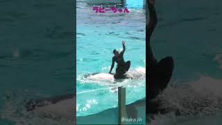 ルーナちゃん、ラビーちゃん、#shorts #水族館 #鴨川シーワールド #killer #癒し #鴨川 #orca #잉어 #シャチ