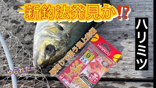 まさかこんなにも釣れるとは⁉【水宝】【ハリミツ】【海上釣堀】