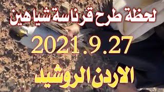 لحظة طرح قرناسة شياهين2021.9.27 الاردن الروشيد طرح اليوم