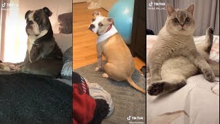 Pretend to fart to get my dog/cat reaction | TikTok