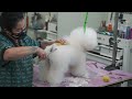 Dog Grooming Bichon Frise In Show Trim