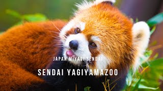 【Cinematic Vlog】八木山動物園 フジサキの杜 in 宮城県 仙台市 YAGIYAMA ZOO IN JAPAN MIYAGI 旅行 観光