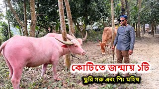 ছুরি গরু এবং পিং কলারের মহিষ কোটিতে জন্মায় ১টি