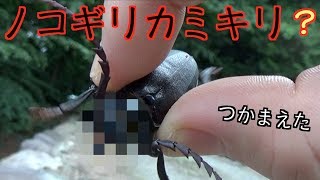 ノコギリクワガタじゃなくてノコギリカミキリだと！？【Prionus insularis】