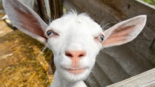 Most Funny and Cute Goat Videos / Animal Cuteness Overload