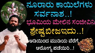 ನೂರಾರು ಕಾಯಿಲೆಗಳು ಸರ್ವನಾಶ ಭೂಮಿಯ ಮೇಲಿನ ಸಂಜೀವಿನಿ ಶ್ರೇಷ್ಠ ಬೀಜ ಇದು.. ಅಡಿಯಿಂದ ಮುಡಿಯವರೆಗೆ ಆರೋಗ್ಯ ಪಡೆಯಿರಿ.!!