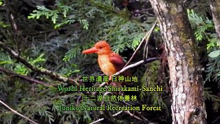 白神山地十二湖自然休養林Shirakami Sanchi Twelve Lakes Natural Recreation Forest