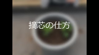 切り花菊の育て方～摘心の仕方と肥料の与え方 ～