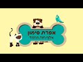 חתולי רחוב בישראל האם לעקר ולסרס ואיך לעזור להם