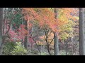 天守閣自然公園 紅葉 3 2011 11 19